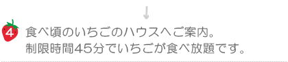 ハッピー農園食べ頃のいちごのハウスへご案内